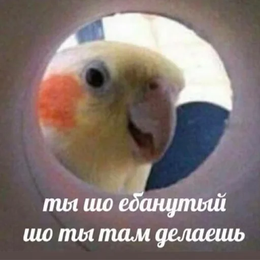 КУ-КУ