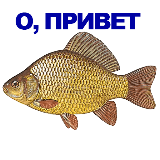 КУ-КУ